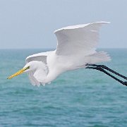 H1P0484 - Version 2  JAH-13-627